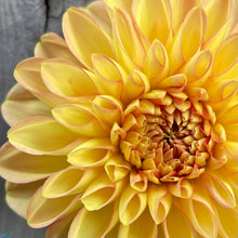 Load image into Gallery viewer, Rossendale Peach