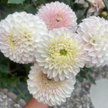 Load image into Gallery viewer, Pink Pearl