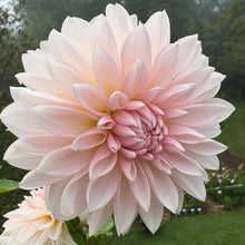 Load image into Gallery viewer, Budapest Blush (CAN)