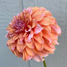 Load image into Gallery viewer, Peaches N' Cream