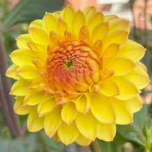 Load image into Gallery viewer, Ash LouLou (CAN)