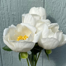 Load image into Gallery viewer, 2026 Peony Pre-Order