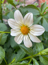 Load image into Gallery viewer, Alpen Cherub