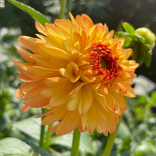 Load image into Gallery viewer, Bowser Adam (CAN)