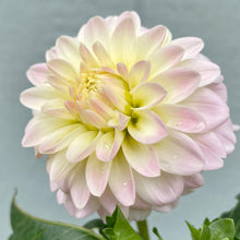 Load image into Gallery viewer, Tahoma Little One