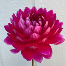 Load image into Gallery viewer, Hollyhill Pandora