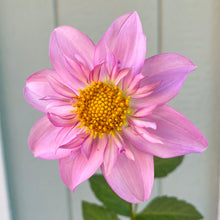 Load image into Gallery viewer, Windyhill Cherry Bloom (CAN)