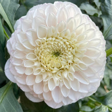 Load image into Gallery viewer, Pink Pearl