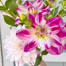 Load image into Gallery viewer, Saint Martin