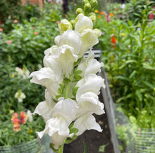 Load image into Gallery viewer, 2026 SNAPDRAGON Seedling Pre-Order