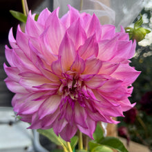 Load image into Gallery viewer, Colorado Classic