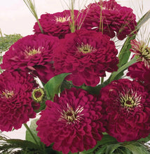 Load image into Gallery viewer, 2026 ZINNIA Seedling Pre-Order