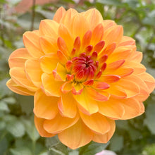 Load image into Gallery viewer, Pam Howden