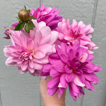 Load image into Gallery viewer, Pink Onesta