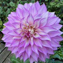 Load image into Gallery viewer, Clearview Debby