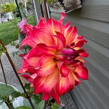 Load image into Gallery viewer, AC Rosebud