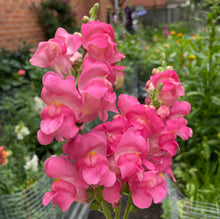 Load image into Gallery viewer, 2026 SNAPDRAGON Seedling Pre-Order