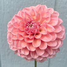 Load image into Gallery viewer, Linda's Baby