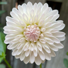 Load image into Gallery viewer, Tahoma Stellar Fellar