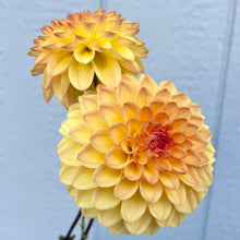 Load image into Gallery viewer, Ash LouLou (CAN)