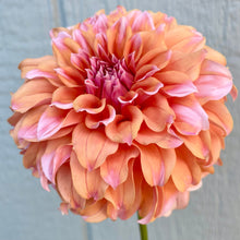 Load image into Gallery viewer, Peaches N' Cream