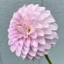 Load image into Gallery viewer, Van Isle Victoria (CAN)