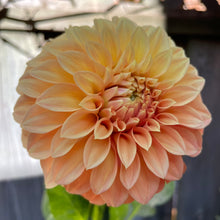 Load image into Gallery viewer, Bracken Palomino