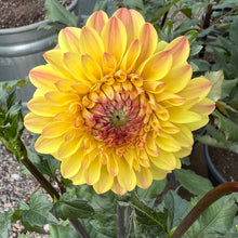 Load image into Gallery viewer, Grandby Sunshine