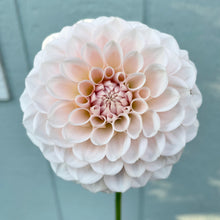 Load image into Gallery viewer, Lee's Kewpie