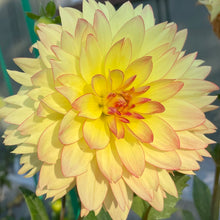 Load image into Gallery viewer, Keith H