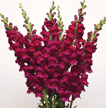 Load image into Gallery viewer, 2026 SNAPDRAGON Seedling Pre-Order