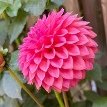 Load image into Gallery viewer, Polventon Kristobel