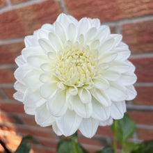 Load image into Gallery viewer, Bowser Cloud (CAN)