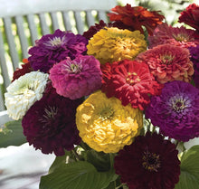 Load image into Gallery viewer, 2026 ZINNIA Seedling Pre-Order