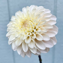 Load image into Gallery viewer, Ash Blush (CAN)