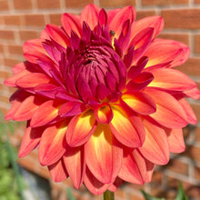 Load image into Gallery viewer, Ash Dawn (CAN)