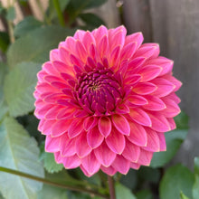 Load image into Gallery viewer, Polventon Kristobel