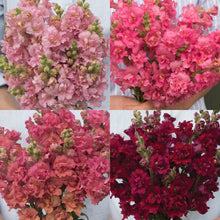 Load image into Gallery viewer, 2026 SNAPDRAGON Seedling Pre-Order