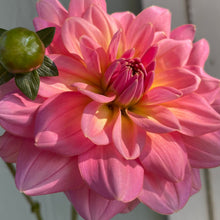 Load image into Gallery viewer, Southern Belle
