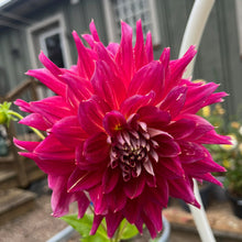 Load image into Gallery viewer, Clearview Magic