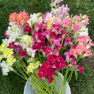 2026 SNAPDRAGON Seedling Pre-Order