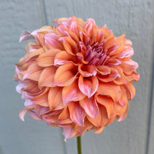Load image into Gallery viewer, Peaches N' Cream