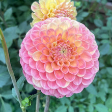 Load image into Gallery viewer, Snoho Doris
