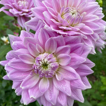 Load image into Gallery viewer, Ferncliff Inspiration (CAN)