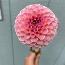 Load image into Gallery viewer, Hamari Rose