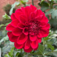 Load image into Gallery viewer, Red Cap
