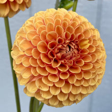 Load image into Gallery viewer, Hy Suntan (CAN)