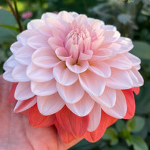 Load image into Gallery viewer, Apple Blossom