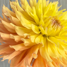 Load image into Gallery viewer, Van Isle Princess (CAN)