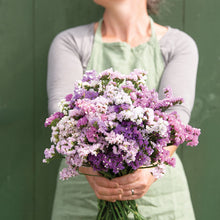 Load image into Gallery viewer, 2026 FILLER/DRIED FLOWER Seedling Pre-Order